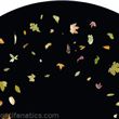 Optikinetics 6" Abstract Wheel: Leaf (Coloured)