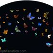 Optikinetics 6" Abstract Wheel: Papillon (Coloured)